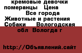 кремовые девочки померанцы › Цена ­ 30 000 - Все города Животные и растения » Собаки   . Вологодская обл.,Вологда г.